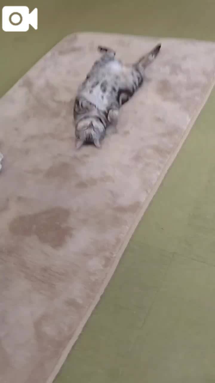 春夏　　姫予約