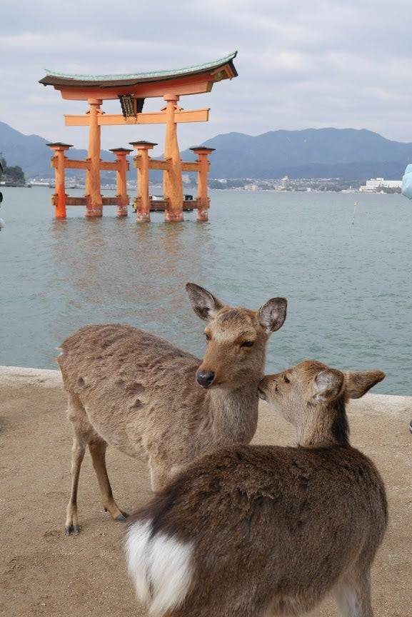 さゆり　　指名料無料中