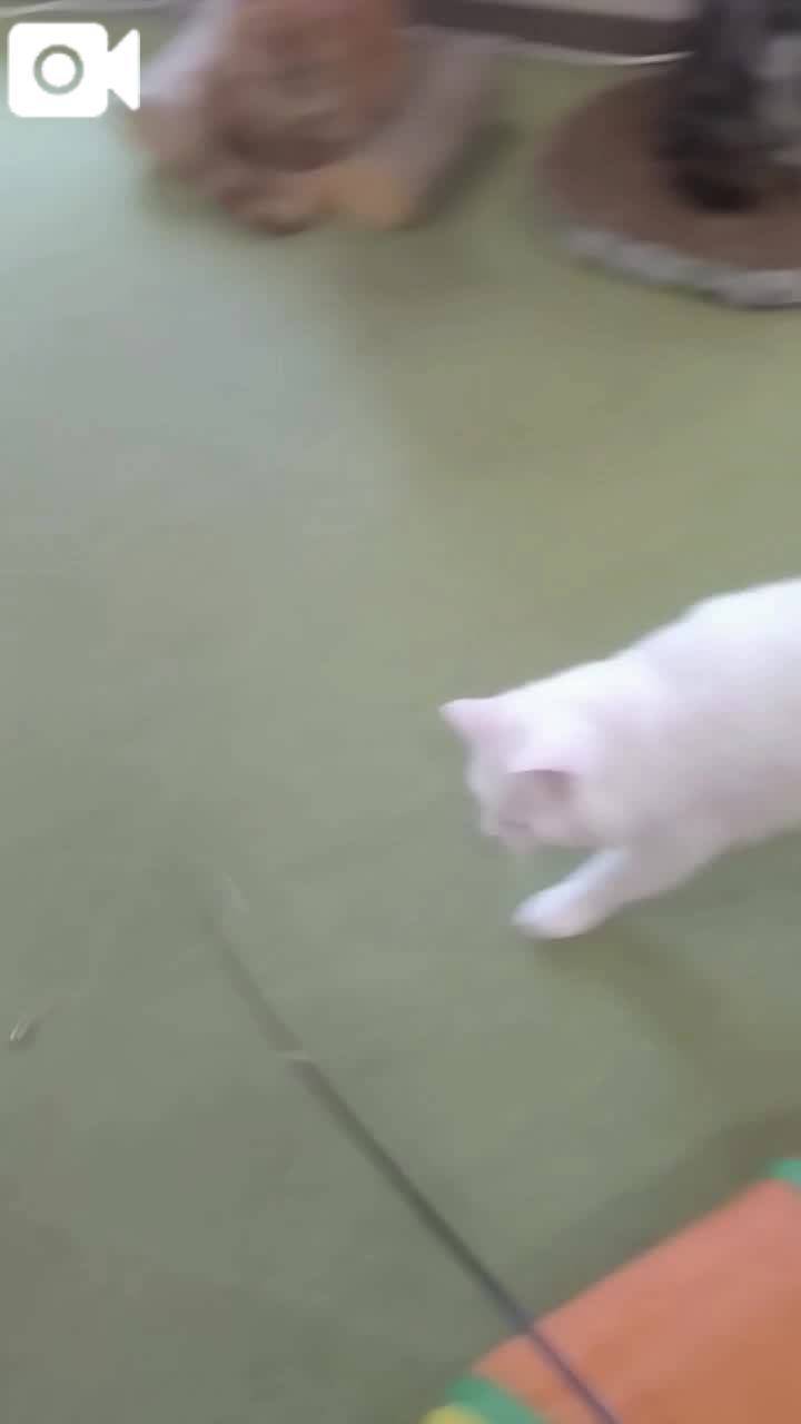 春夏　　姫予約