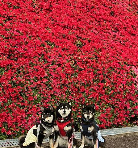 おやすみなさい