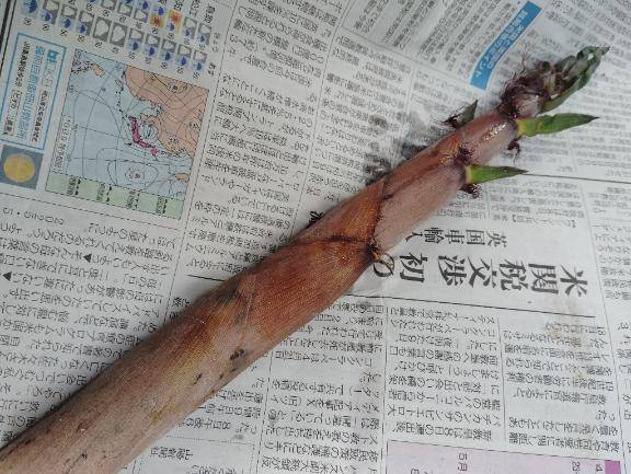 今日の収穫