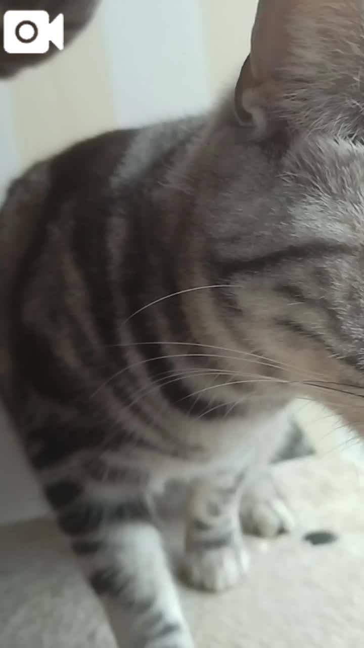 春夏　　姫予約