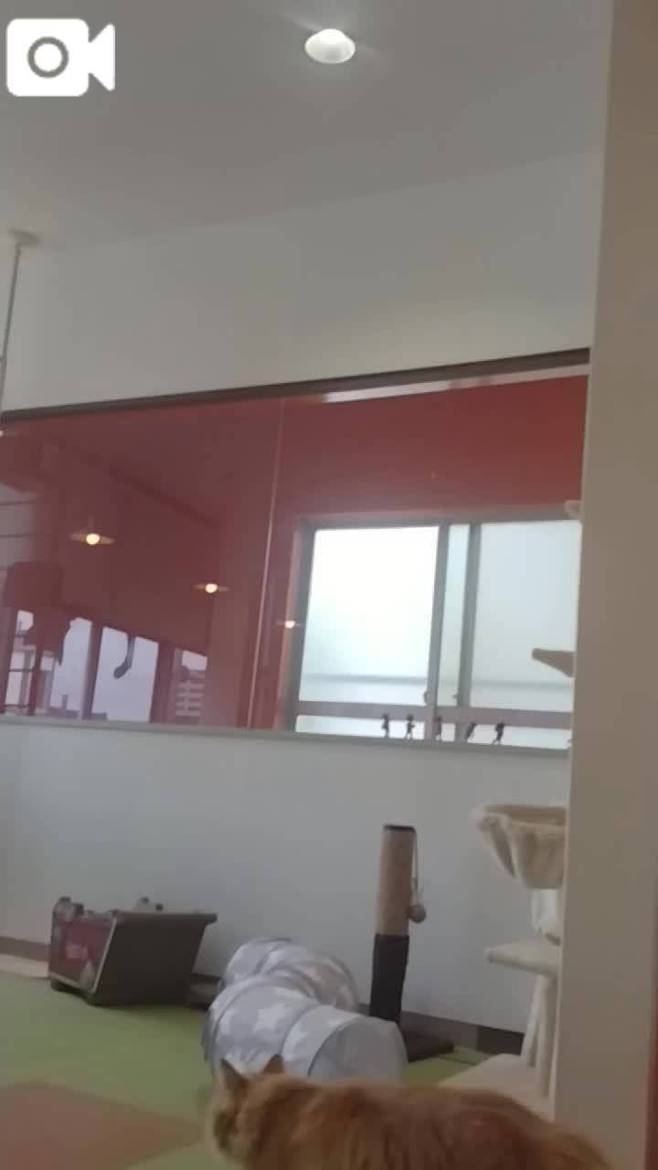 春夏　　姫予約