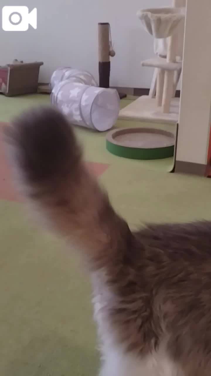 春夏　　姫予約