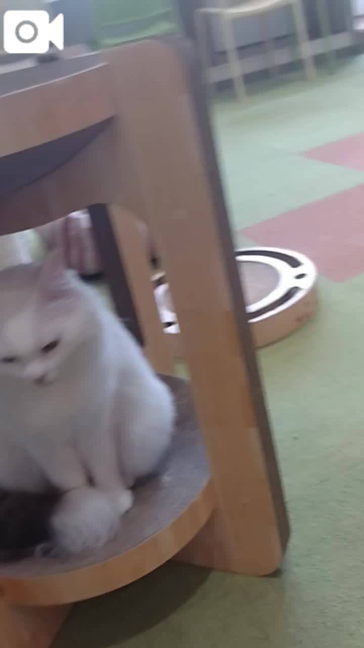 春夏　　姫予約