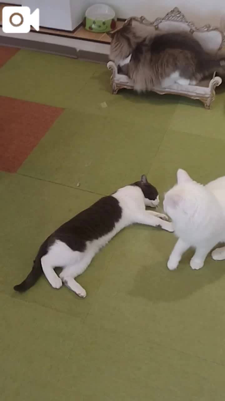 春夏　　姫予約