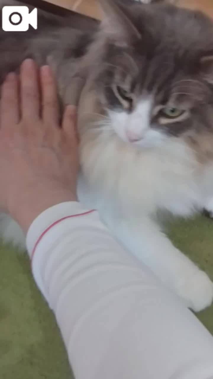 春夏　　姫予約