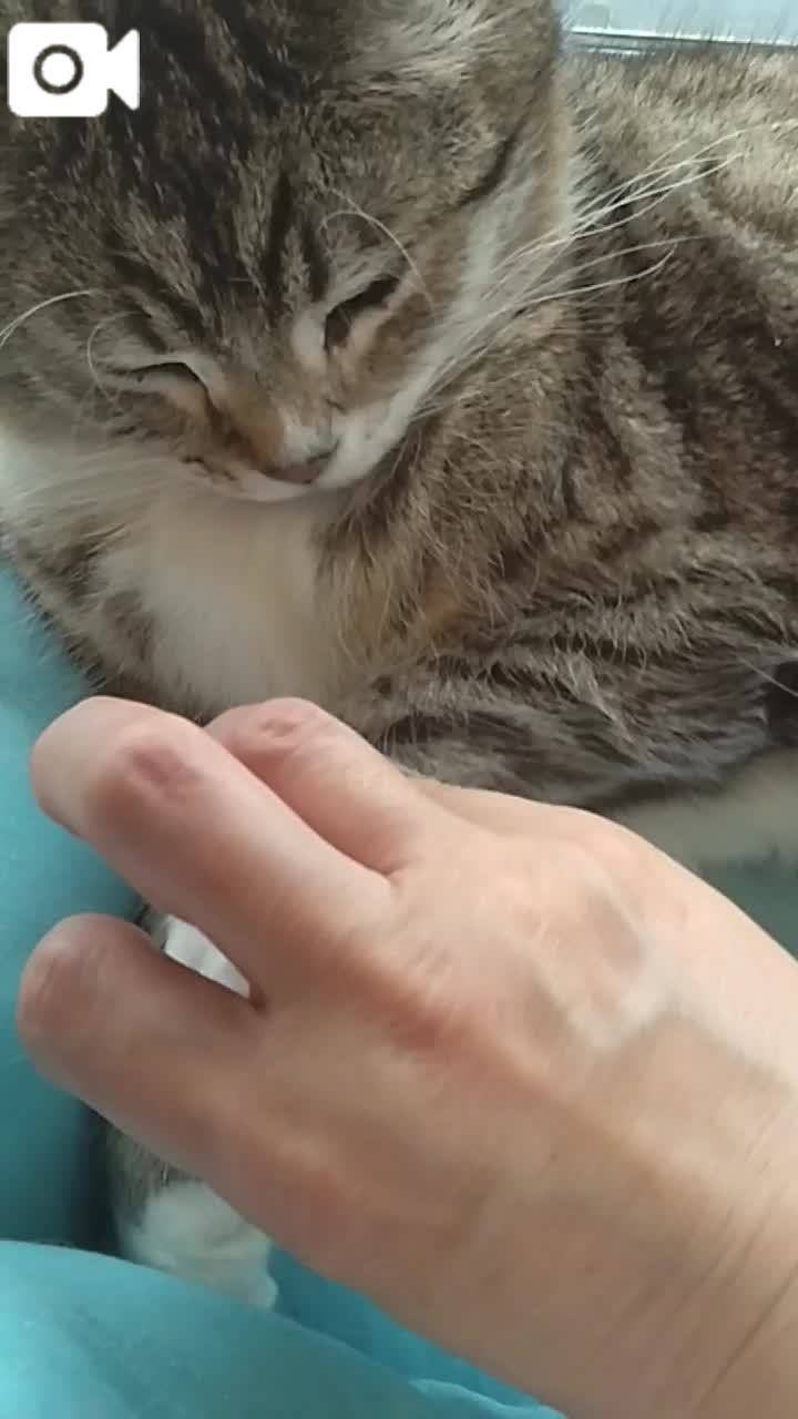 春夏　　姫予約