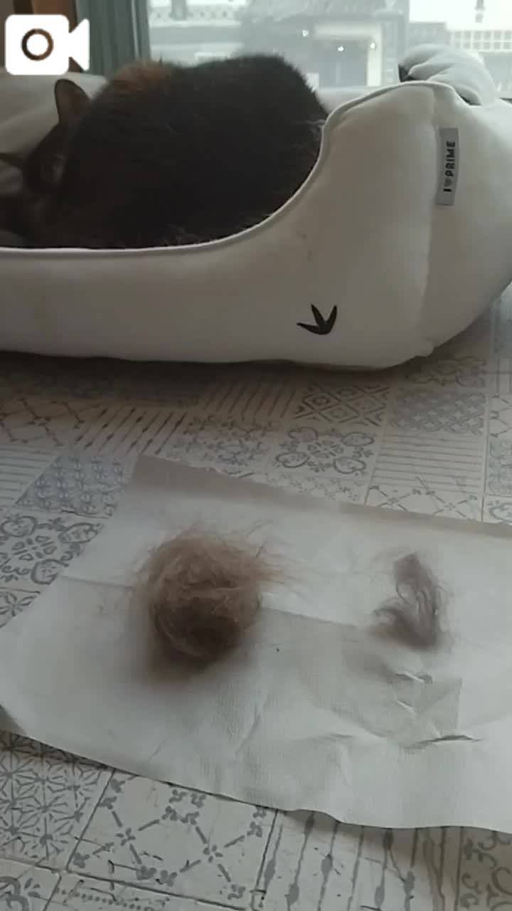 春夏　　姫予約