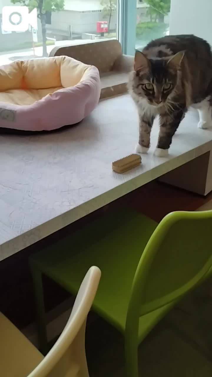 春夏　　姫予約