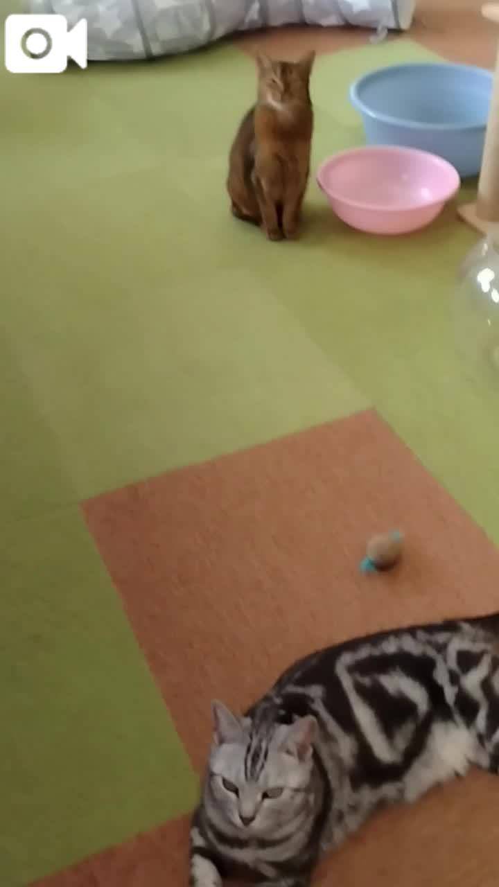 春夏　　姫予約