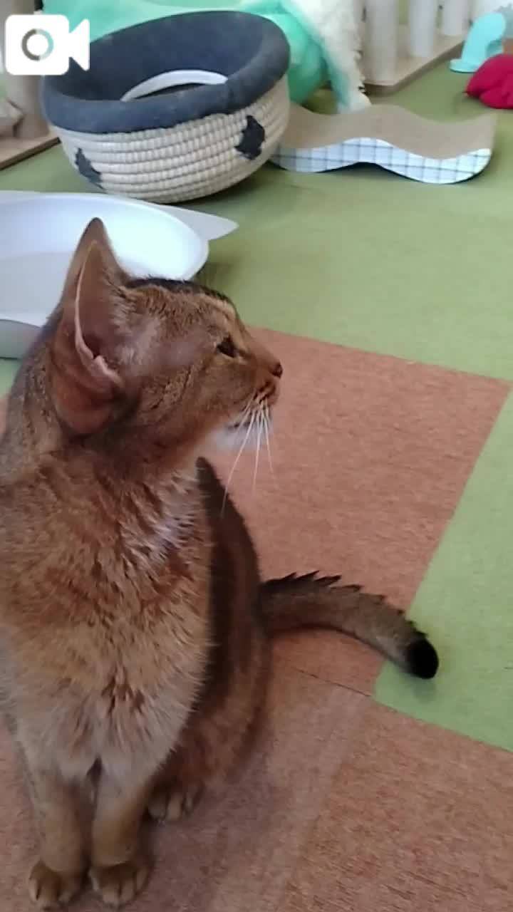 春夏　　姫予約