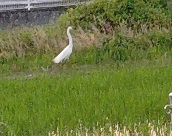 みか　「緊急体験」旦那がいない時だけ出勤