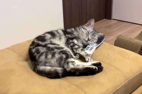 ピッピッピッばかり…（笑）