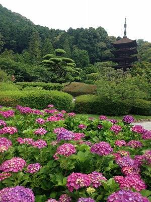 予想最高気温は３１℃