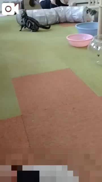 春夏　　姫予約