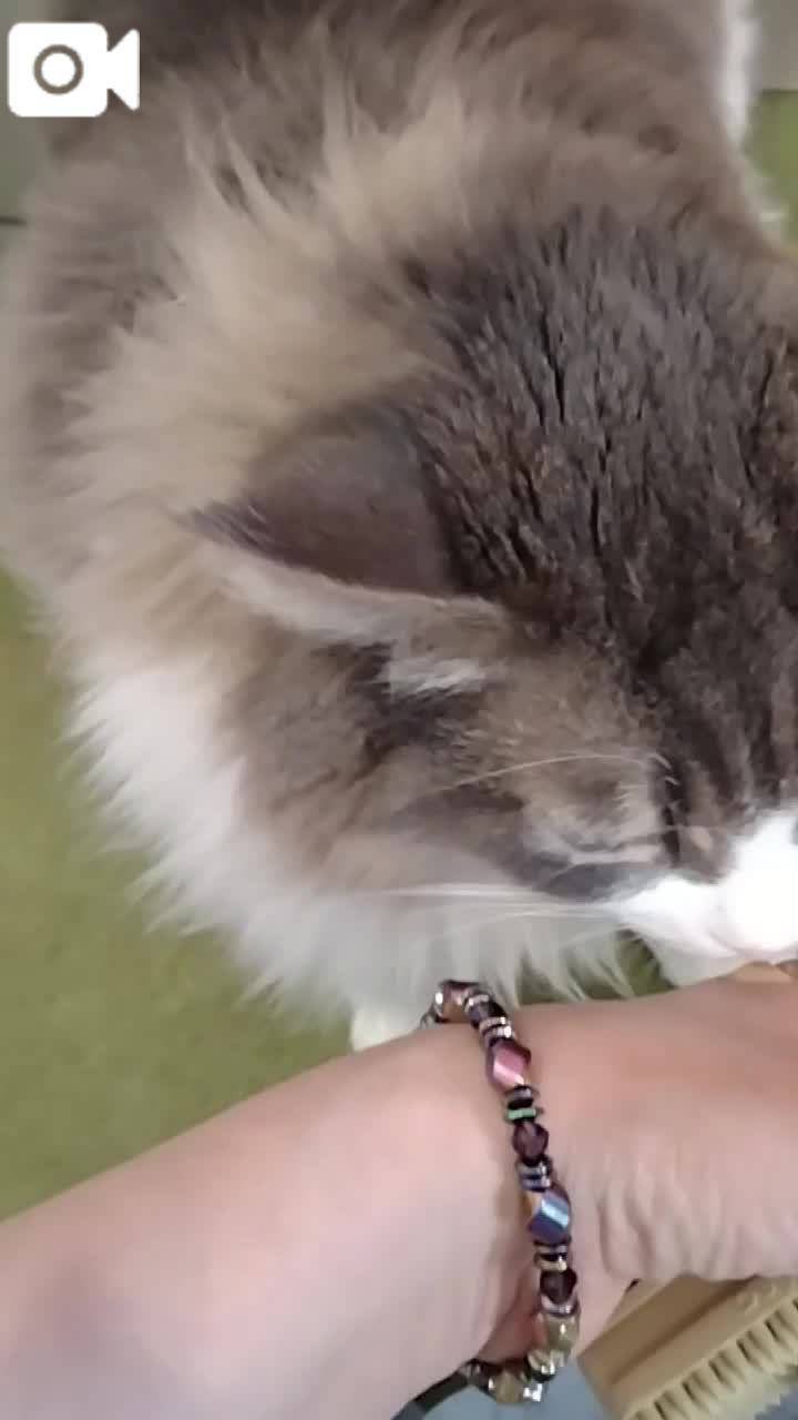 春夏　　姫予約