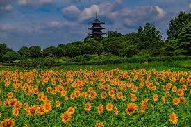 ７月になって初めての日曜日