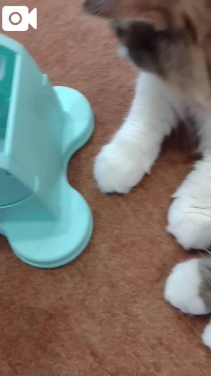 春夏　　姫予約