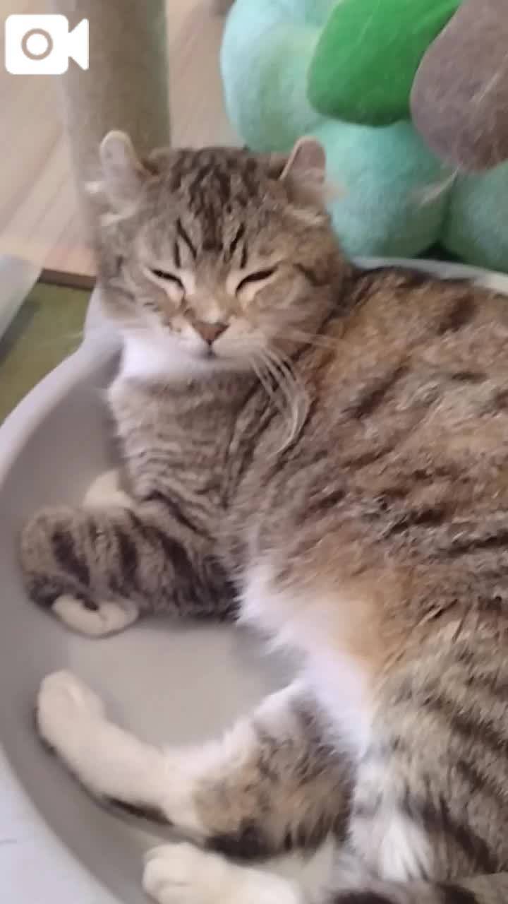 春夏　　姫予約