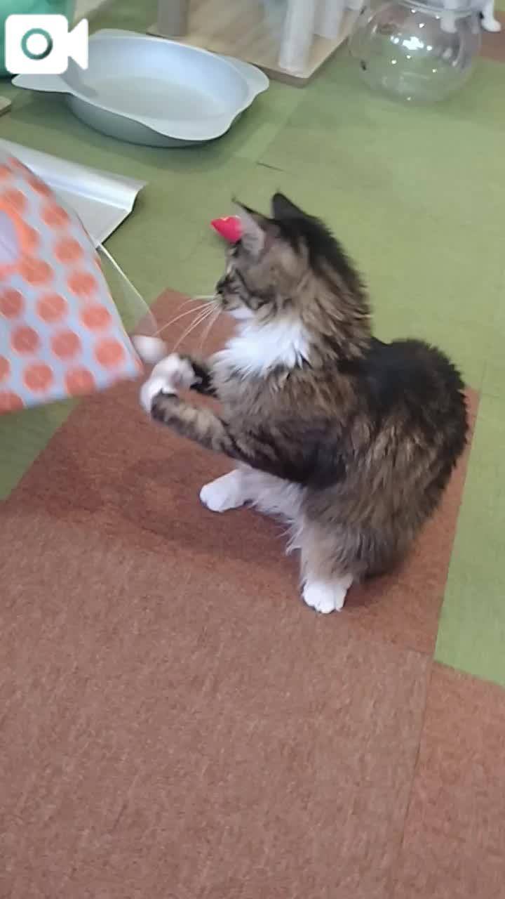 春夏　　姫予約