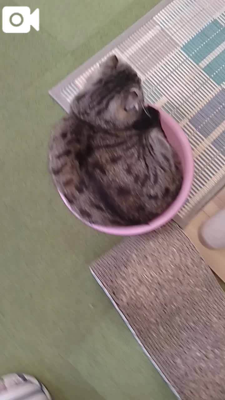 春夏　　姫予約
