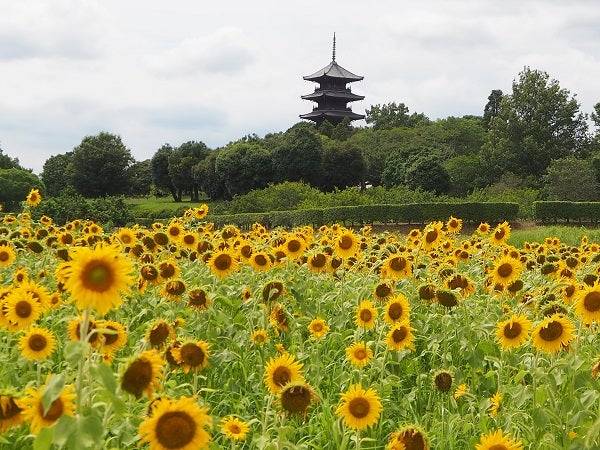 ７月になって３回目の日曜日