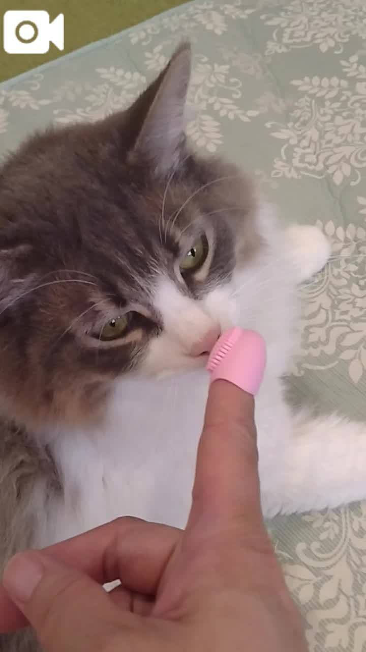 春夏　　姫予約
