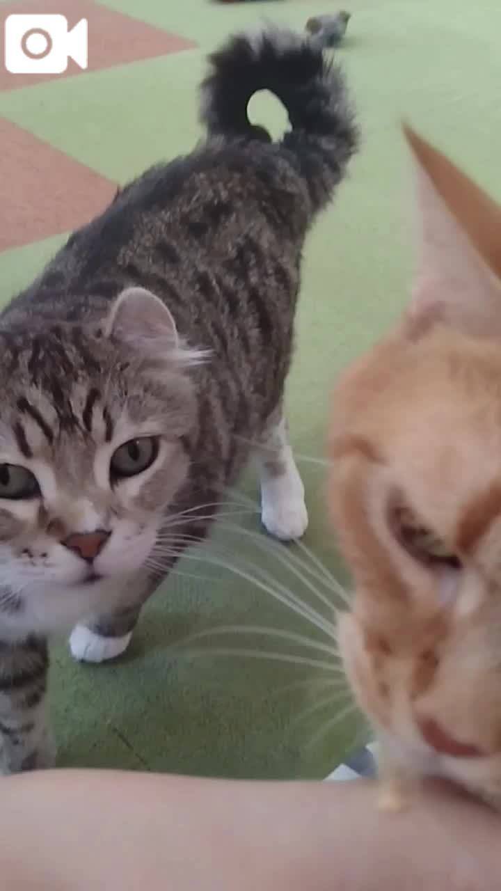 春夏　　姫予約