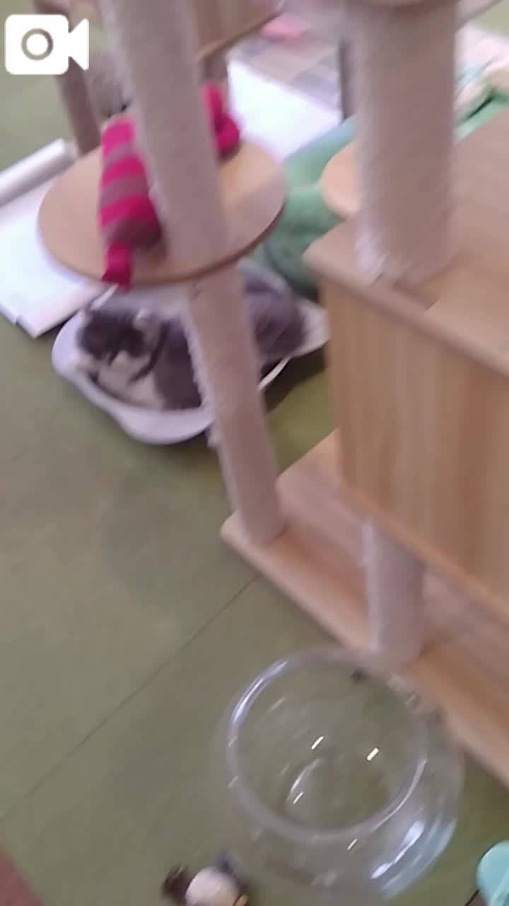 春夏　　姫予約