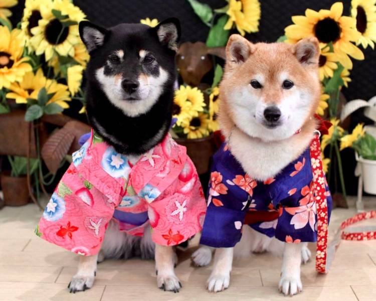 おやすみなさい