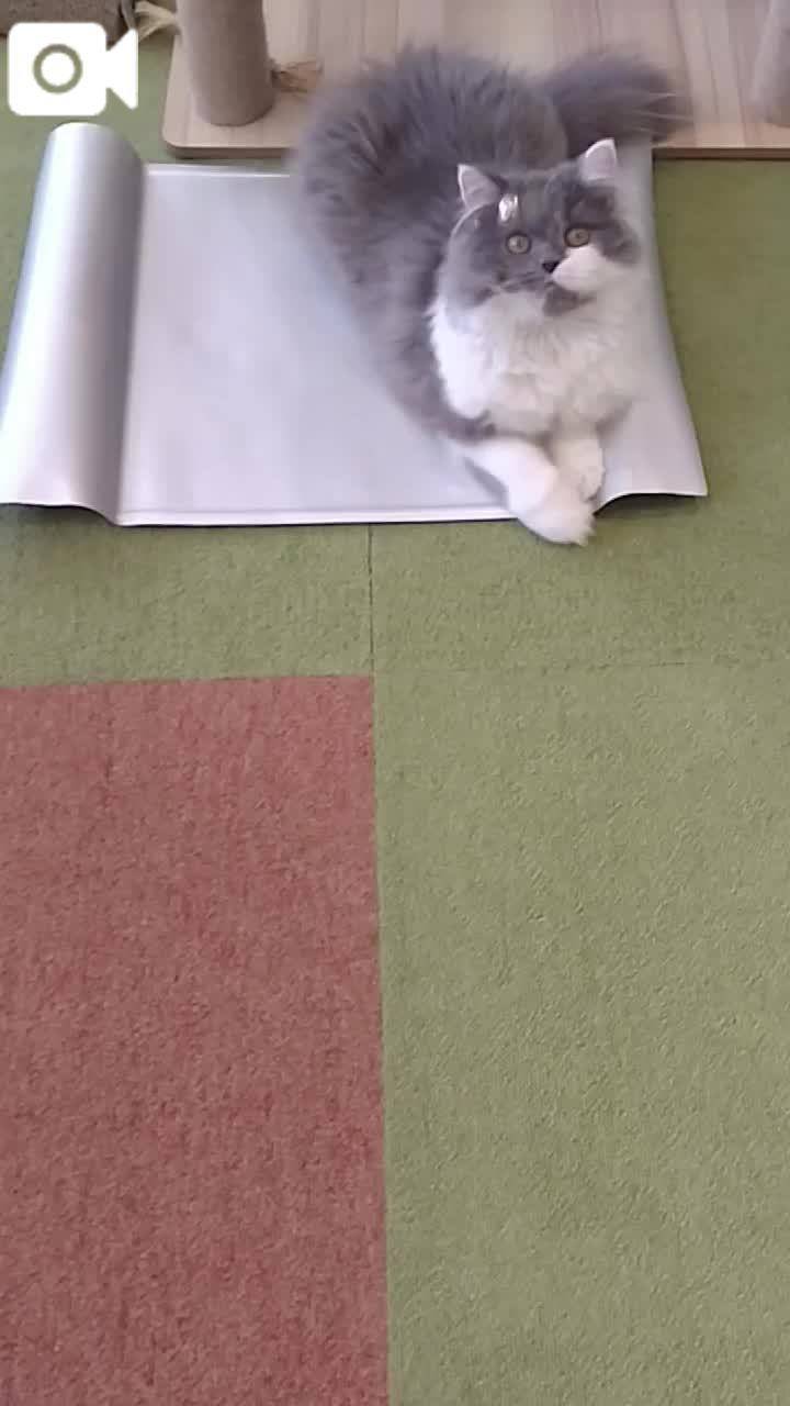 春夏　　姫予約