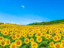 今月最後の水曜日