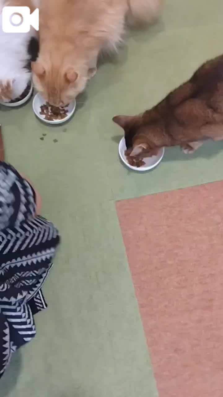 春夏　　姫予約
