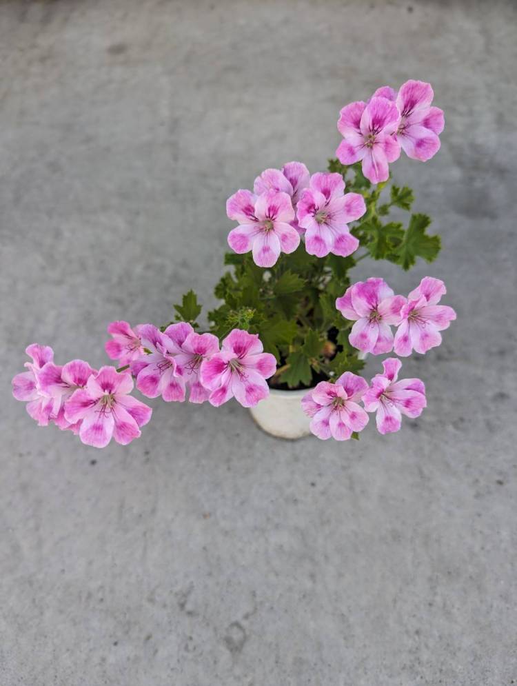 明日の予約