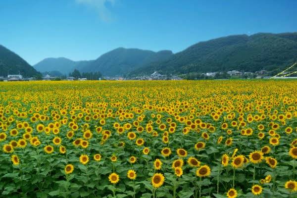 ８月になって初めての水曜日