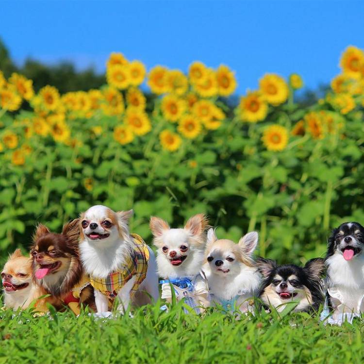 ありがとうございました