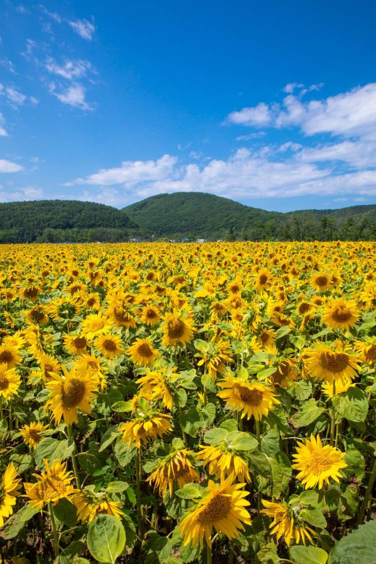 ８月になって２回目の日曜日