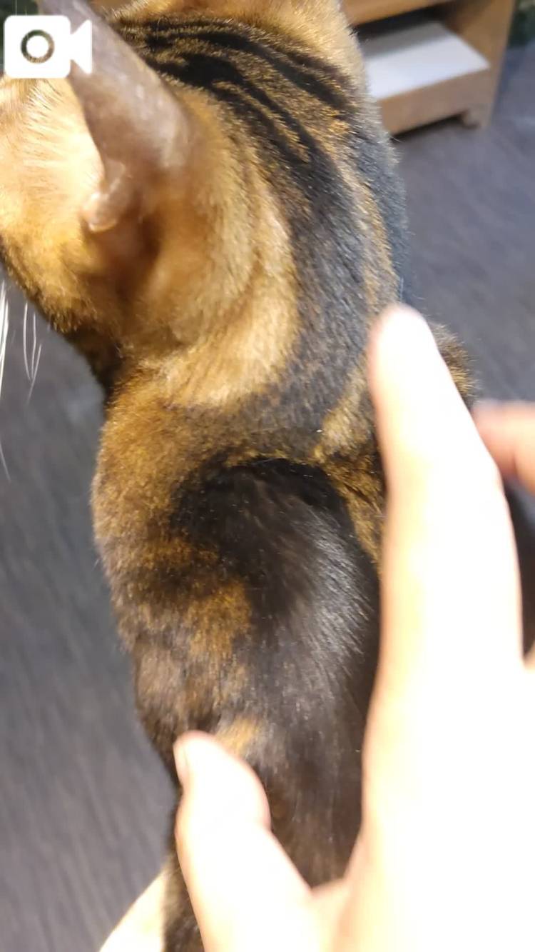 なでなで