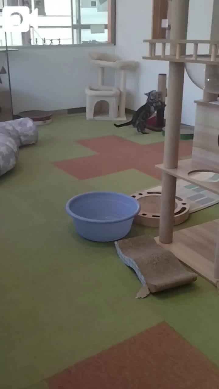 春夏　　姫予約