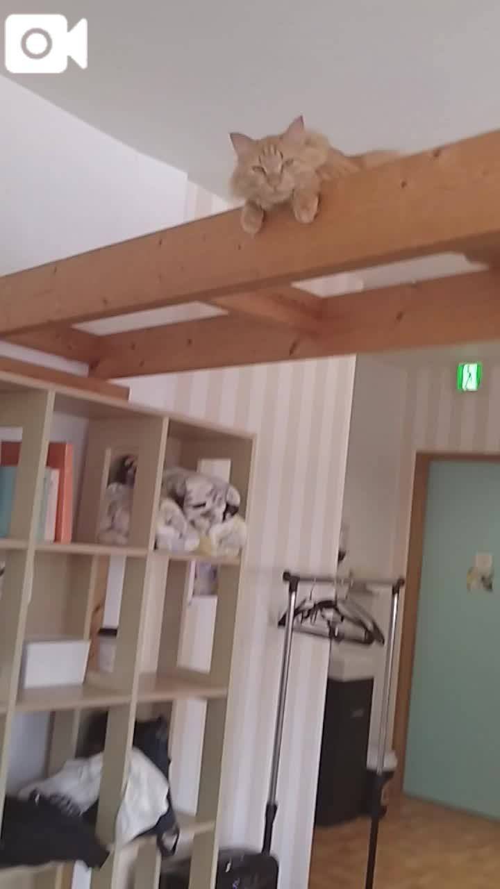 春夏　　姫予約