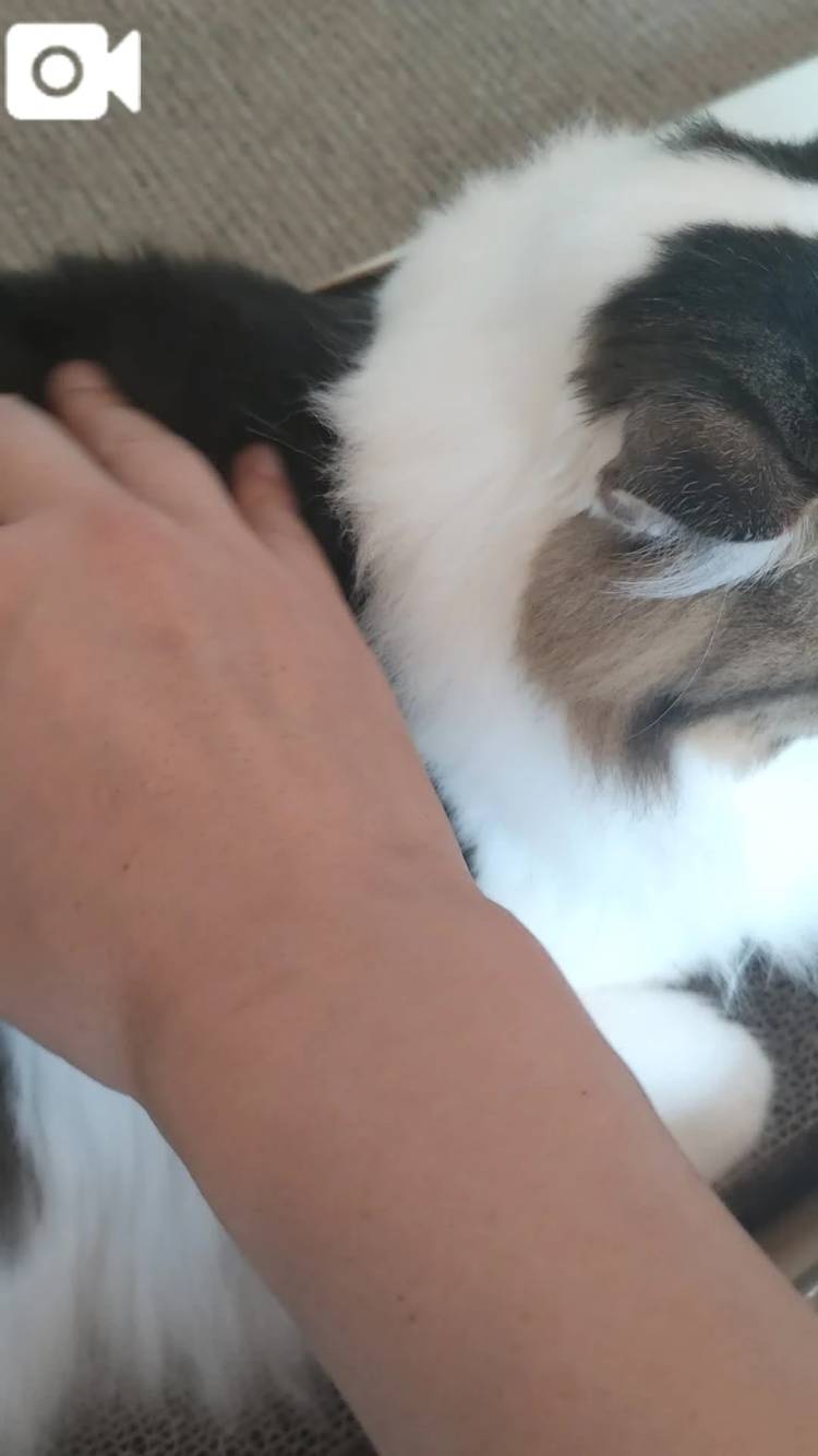 遠くのおにいちゃま