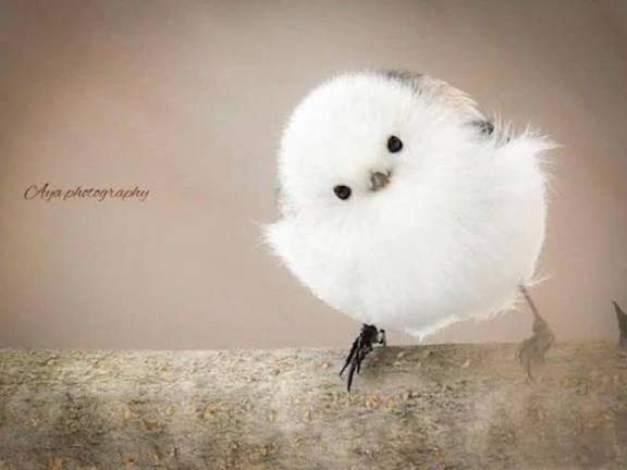 クージーありがとう😊