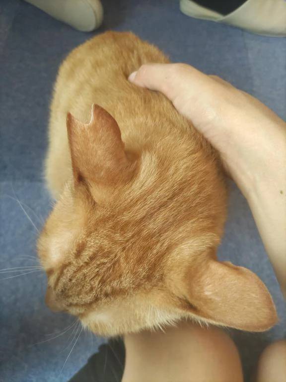 ネコ好きちゃん