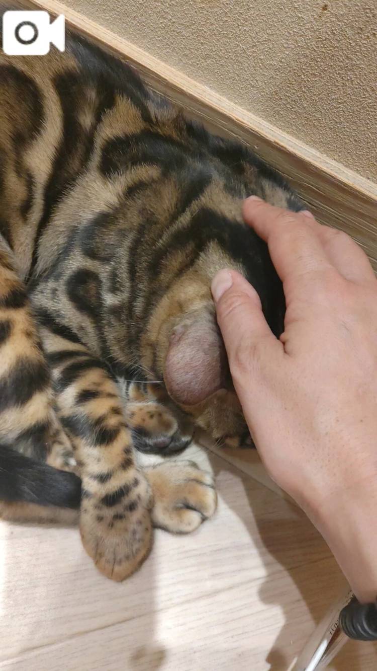 ねこちゃん