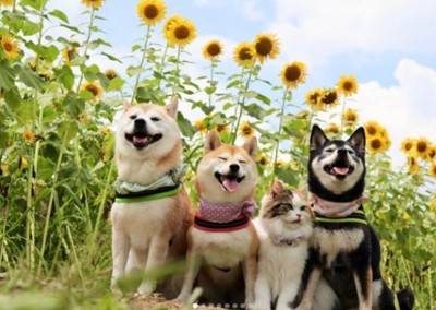 ありがとうございました