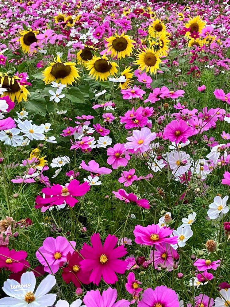 今日から１０月