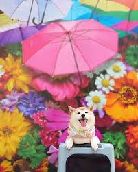 さゆり　　指名料無料中