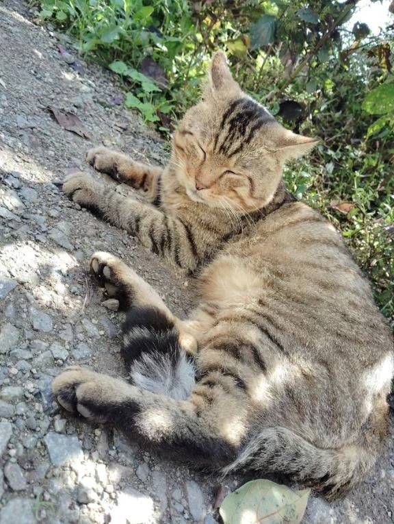 野良猫ちゃん🐱(ΦωΦ)🐱