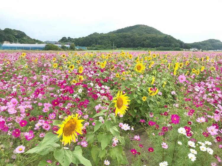 さゆり　　指名料無料中